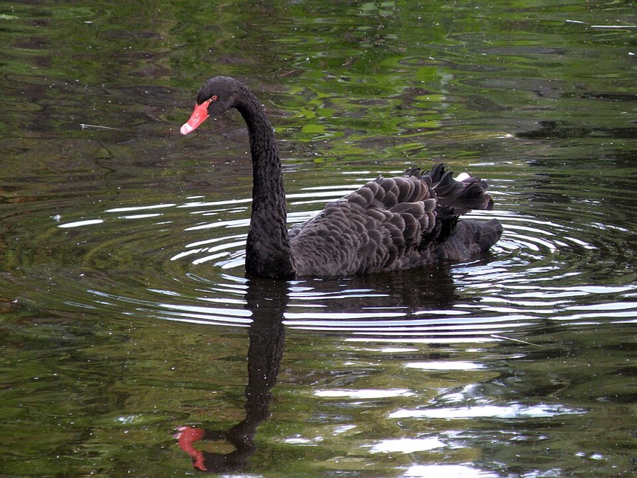 A black swan (Cygnus atratus) — the bird Europeans once believed impossible